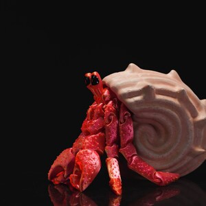 May include: A red hermit crab with black eyes is in a pink shell. The crab is on a black surface.