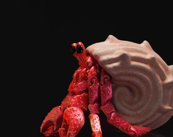 Articulated Hermes, the Hermit Crab