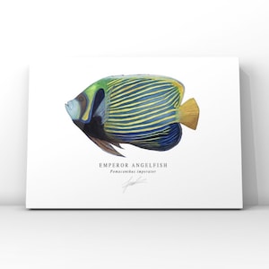 Kaiserfisch Kunstdruck