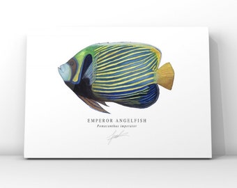 Emperor Angelfish Art Print