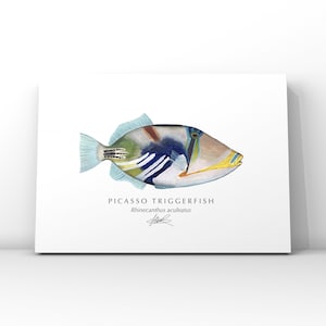 Picasso Avtryckarfisk Konsttryck