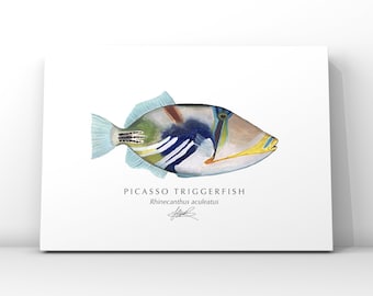 Picasso Triggerfish Art Print