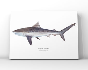 Tigerhai Kunstdruck