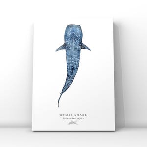 Whale Shark Art Print