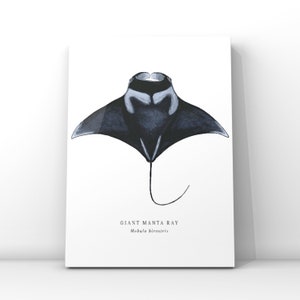 Manta Ray Art Print