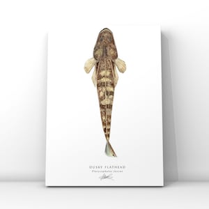 May include: A watercolour illustration of a Dusky Flathead fish, Platycephalus fuscus, with a brown and white striped body and a light brown head. The fish is facing upwards with its fins spread out.