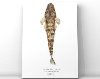 Dusky Flathead Art Print