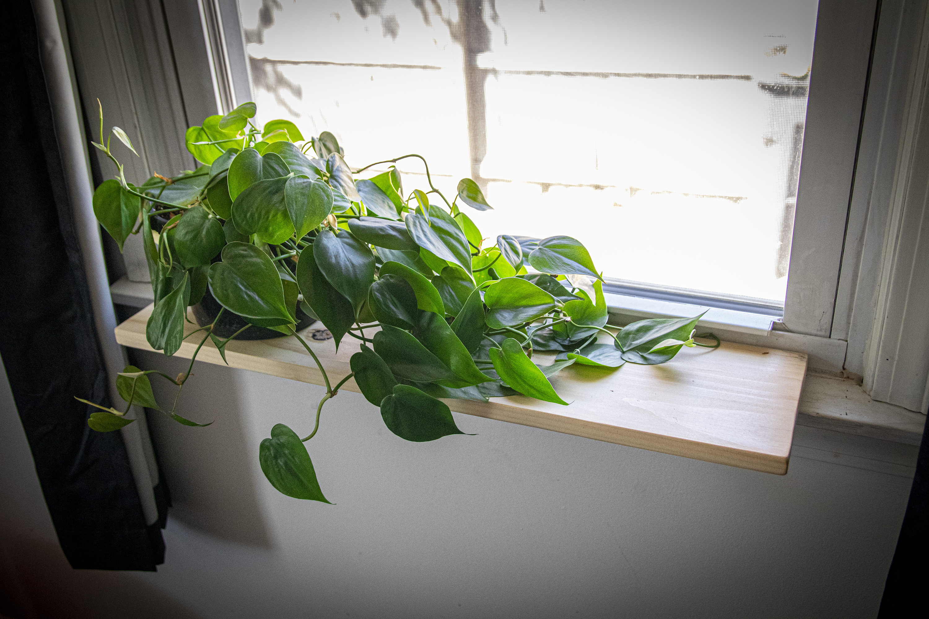 Window Sill Shelf 48 Hour Shipping Unfinished Plant Etsy