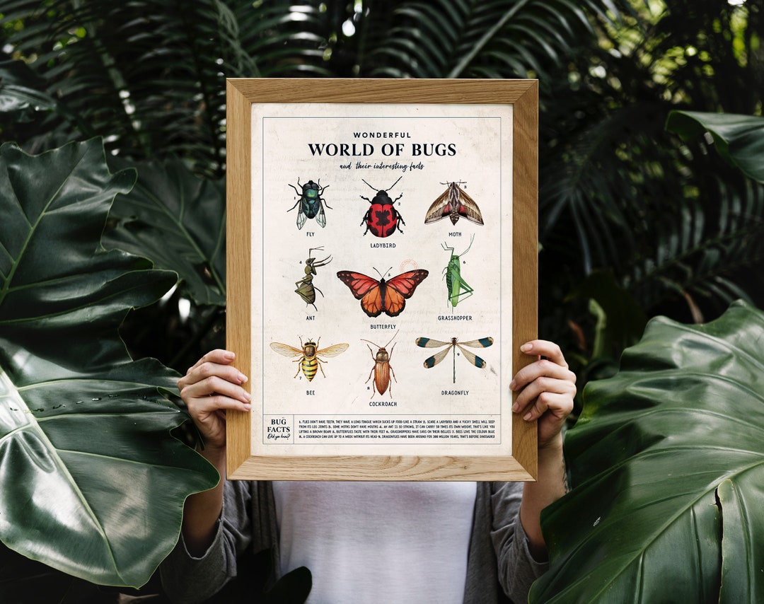 Educational Bugs Poster - Etsy
