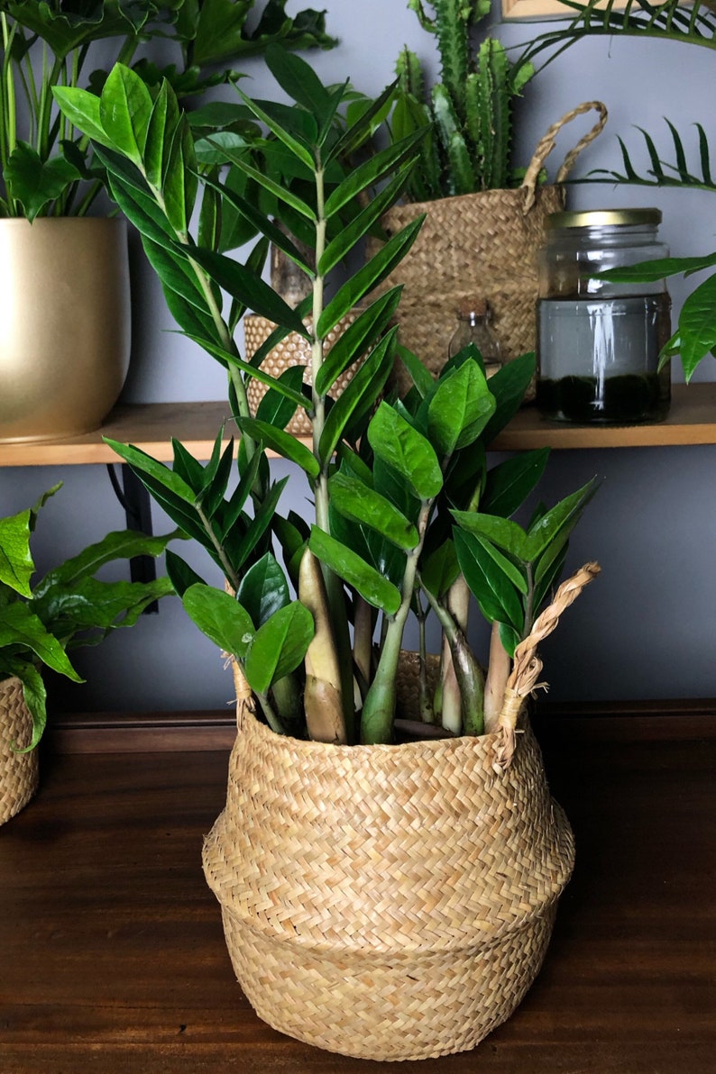 Zamioculcas Zamiifolia ZZ Plant Zanzibar Gem 60 Cm Easy