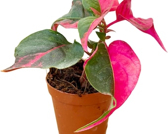 Alternanthera Party Time (planta viva) em vaso de 5 cm – Folhagem rosa e verde – Planta de exterior de fácil cuidado – Planta rosa