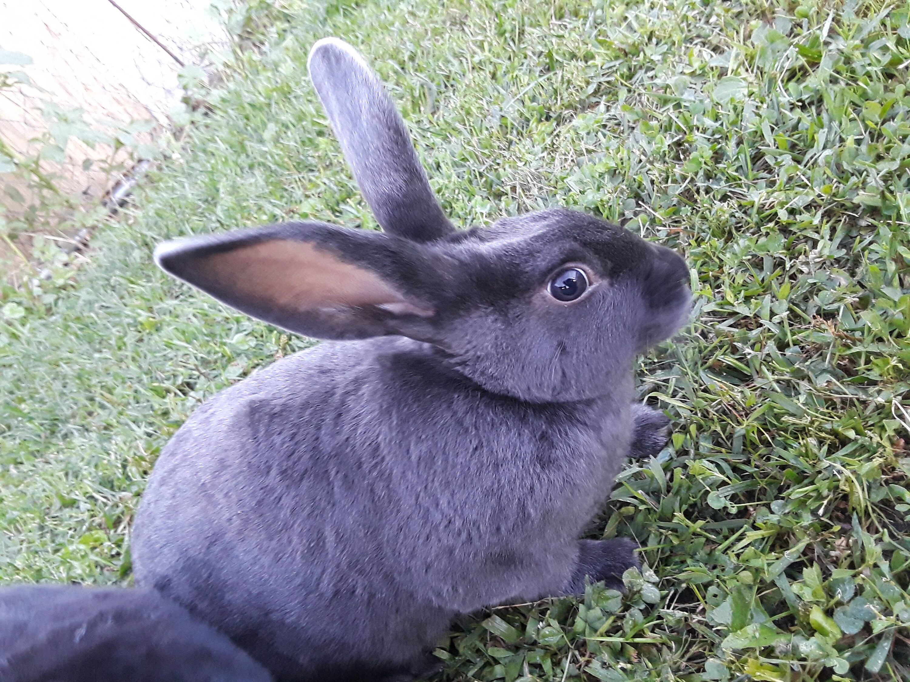 2 pounds of rabbit manure Etsy