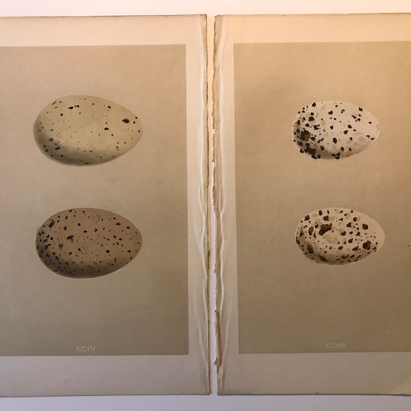 Pair 1800’s Hand Painted Engravings of British Birds Eggs from Rev F O Morris Book “A Natural History of the Nests and Eggs British Birds”