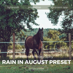 May include: A black horse walks through a grassy field with a wooden fence and green trees in the background. The text "equine photography RAIN IN AUGUST PRESET single preset" is on the image.