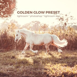 Może przedstawiać: Biały koń kłusujący przez trawiaste pole podczas zachodu słońca, z brązowym napisem GOLDEN GLOW PRESET lightroom ° photoshop ° lightroom app, tworzącym ciepłą, jasną i mglistą estetykę na całym obrazie.