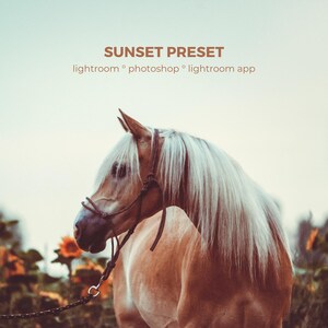 May include: A digital image file titled SUNSET PRESET for Lightroom, Photoshop, and Lightroom app, featuring a light brown horse with a long white mane wearing a dark rope halter, set against a soft, warm-toned outdoor background.