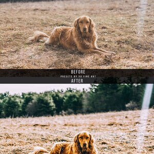 Puede incluir: Un perro golden retriever acostado en un campo de hierba seca. El perro est&aacute; mirando directamente a la c&aacute;mara. El fondo es un bosque borroso.