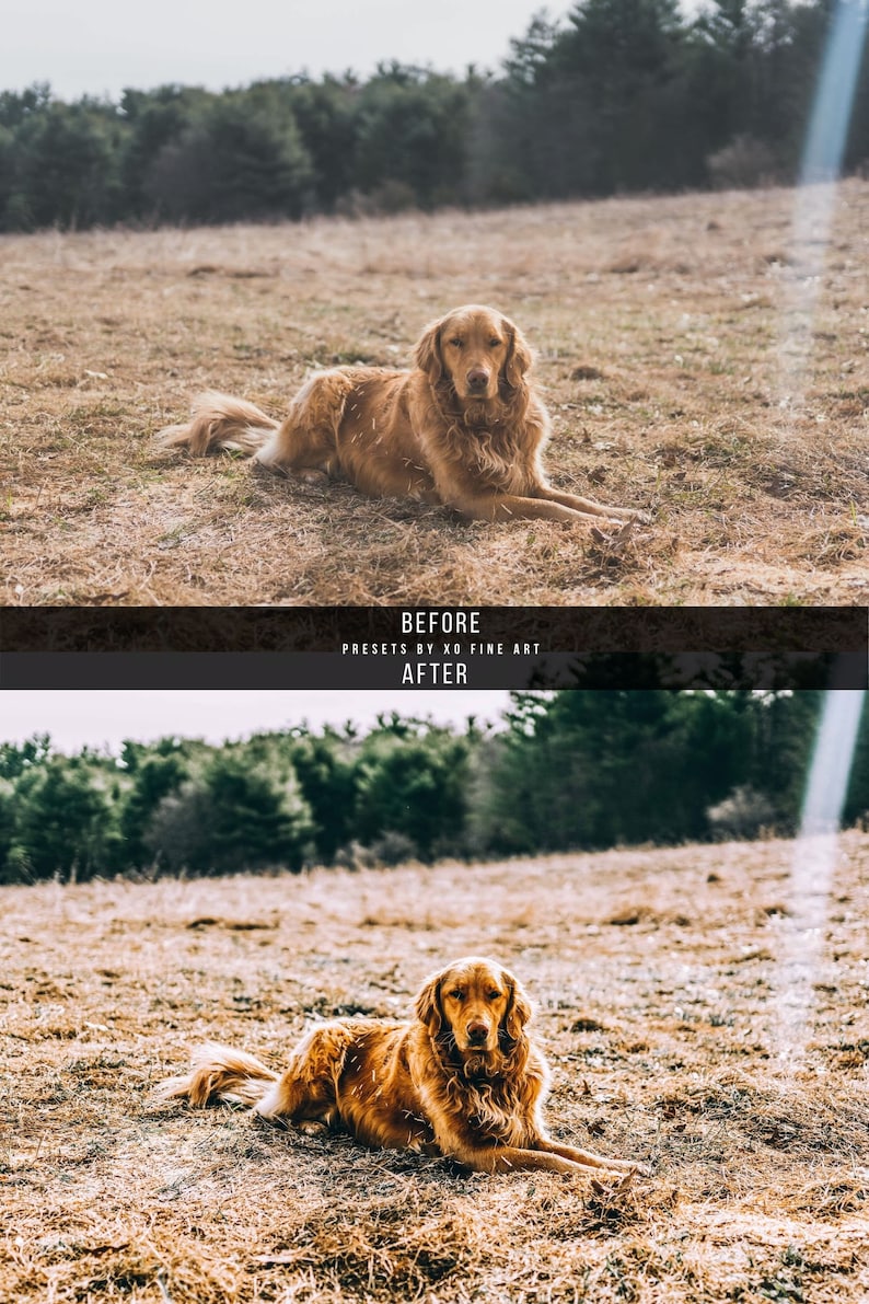 Puede incluir: Un perro golden retriever acostado en un campo de hierba seca. El perro est&aacute; mirando directamente a la c&aacute;mara. El fondo es un bosque borroso.