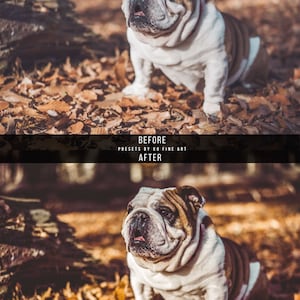 Puede incluir: Un bulldog blanco y marr&oacute;n sentado en un mont&oacute;n de hojas de oto&ntilde;o. El perro est&aacute; mirando hacia la izquierda del encuadre.