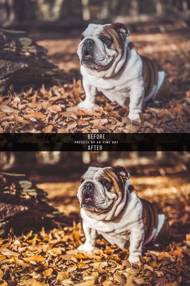Puede incluir: Un bulldog blanco y marr&oacute;n sentado en un mont&oacute;n de hojas de oto&ntilde;o. El perro est&aacute; mirando hacia la izquierda del encuadre.