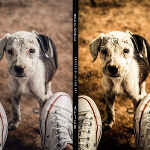 Puede incluir: Primer plano de un perro peque&ntilde;o, blanco y negro con ojos marrones. El perro est&aacute; mirando directamente a la c&aacute;mara. El perro est&aacute; de pie sobre una superficie de tierra. Dos pares de zapatillas blancas son visibles en primer plano.