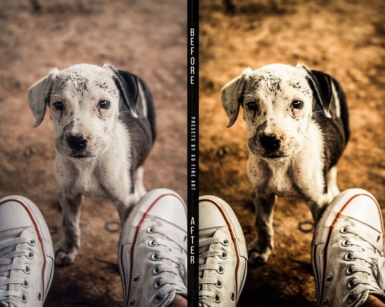 Puede incluir: Primer plano de un perro peque&ntilde;o, blanco y negro con ojos marrones. El perro est&aacute; mirando directamente a la c&aacute;mara. El perro est&aacute; de pie sobre una superficie de tierra. Dos pares de zapatillas blancas son visibles en primer plano.