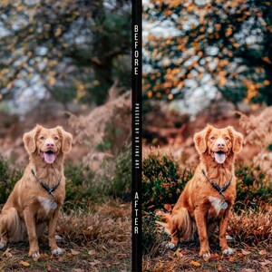 Puede incluir: Un perro marr&oacute;n y blanco con la lengua fuera sentado en un campo de hierba marr&oacute;n y verde. El perro est&aacute; mirando a la c&aacute;mara. El fondo es una imagen borrosa de &aacute;rboles con follaje oto&ntilde;al.