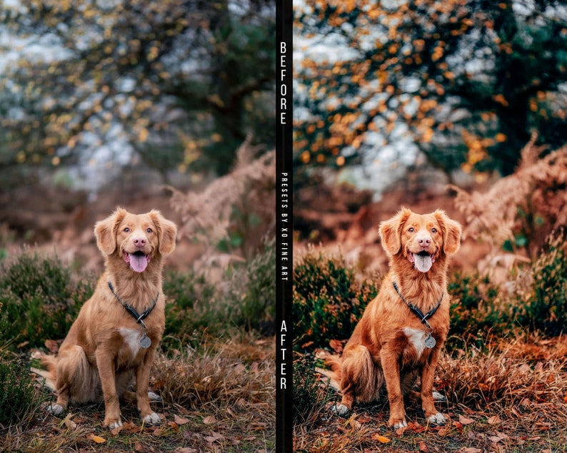Dog Preset 7 Lightroom Mobile & Desktop Presets Pets Etsy