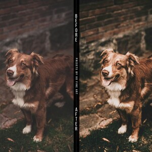 Puede incluir: Foto antes y despu&eacute;s de un perro marr&oacute;n y blanco con una pared de ladrillo en el fondo. El perro est&aacute; mirando hacia arriba y sonriendo. La foto de la derecha ha sido editada para tener un tono m&aacute;s c&aacute;lido.