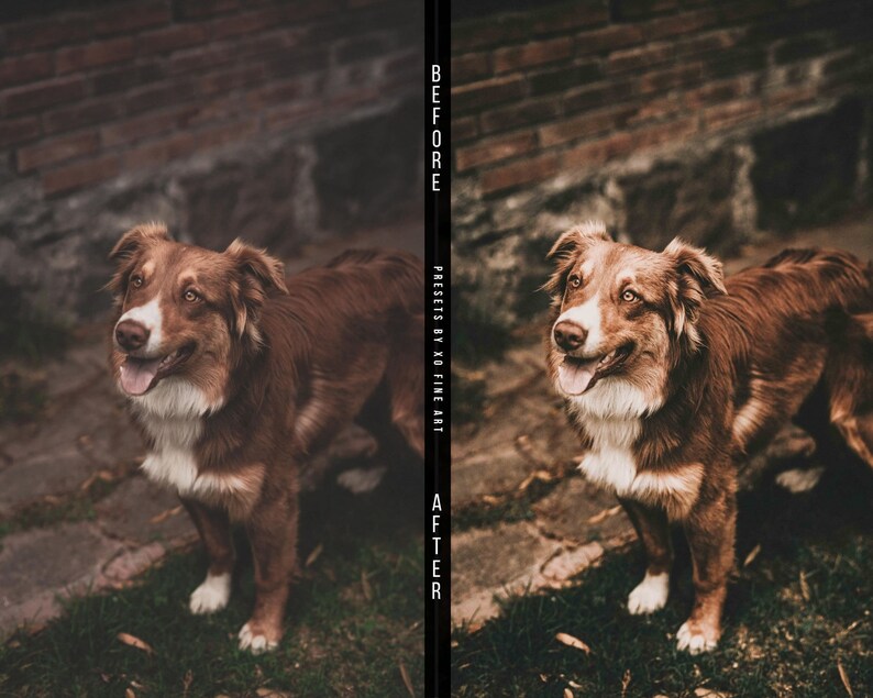 Puede incluir: Foto antes y despu&eacute;s de un perro marr&oacute;n y blanco con una pared de ladrillo en el fondo. El perro est&aacute; mirando hacia arriba y sonriendo. La foto de la derecha ha sido editada para tener un tono m&aacute;s c&aacute;lido.