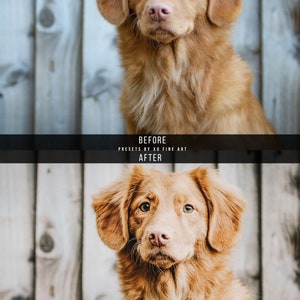 Puede incluir: Una foto antes y despu&eacute;s de un perro marr&oacute;n dorado con orejas ca&iacute;das. El perro est&aacute; mirando directamente a la c&aacute;mara. La foto de la izquierda es la foto antes y la foto de la derecha es la foto despu&eacute;s. La foto despu&eacute;s ha sido editada para hacer que el pelaje del perro se vea m&aacute;s vibrante y el fondo m&aacute;s apagado.