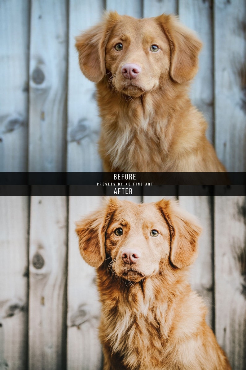 Puede incluir: Una foto antes y despu&eacute;s de un perro marr&oacute;n dorado con orejas ca&iacute;das. El perro est&aacute; mirando directamente a la c&aacute;mara. La foto de la izquierda es la foto antes y la foto de la derecha es la foto despu&eacute;s. La foto despu&eacute;s ha sido editada para hacer que el pelaje del perro se vea m&aacute;s vibrante y el fondo m&aacute;s apagado.