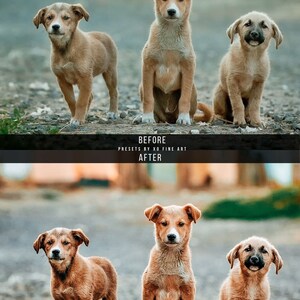 Puede incluir: Tres cachorros marrones y blancos sentados en un camino de grava. El cachorro del medio mira directamente a la c&aacute;mara. Los cachorros est&aacute;n todos sentados con sus patas delanteras metidas debajo de sus cuerpos.