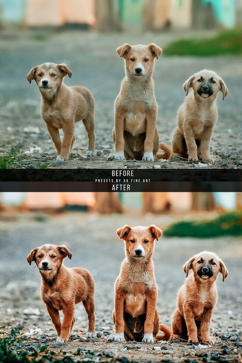 Puede incluir: Tres cachorros marrones y blancos sentados en un camino de grava. El cachorro del medio mira directamente a la c&aacute;mara. Los cachorros est&aacute;n todos sentados con sus patas delanteras metidas debajo de sus cuerpos.