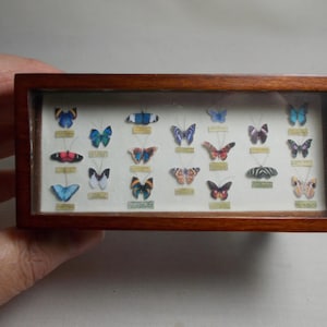 Dolls house miniatures Bespaq Glass Butterfly Display Collector's Table