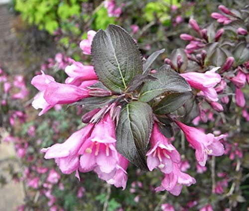 Garden Shrub Weigela 'florida Purpurea' 1 Litre Etsy UK