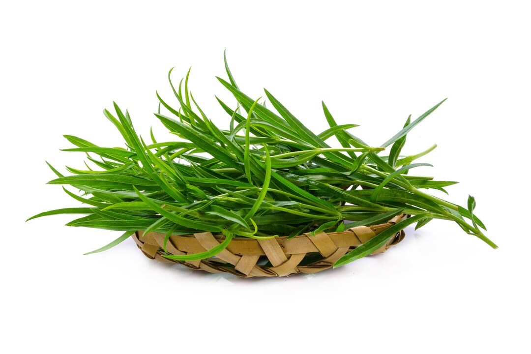 Herb Plants Tarragon 6 X Plug Plant Pack Etsy UK