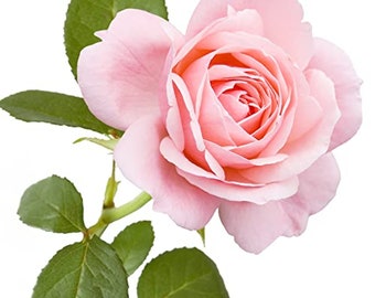 Rose Plants - Hybrid Tea - 'Amazing Grace' - 1 x Bare Rooted Plant