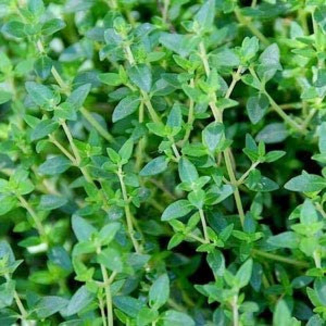 english thyme english thyme