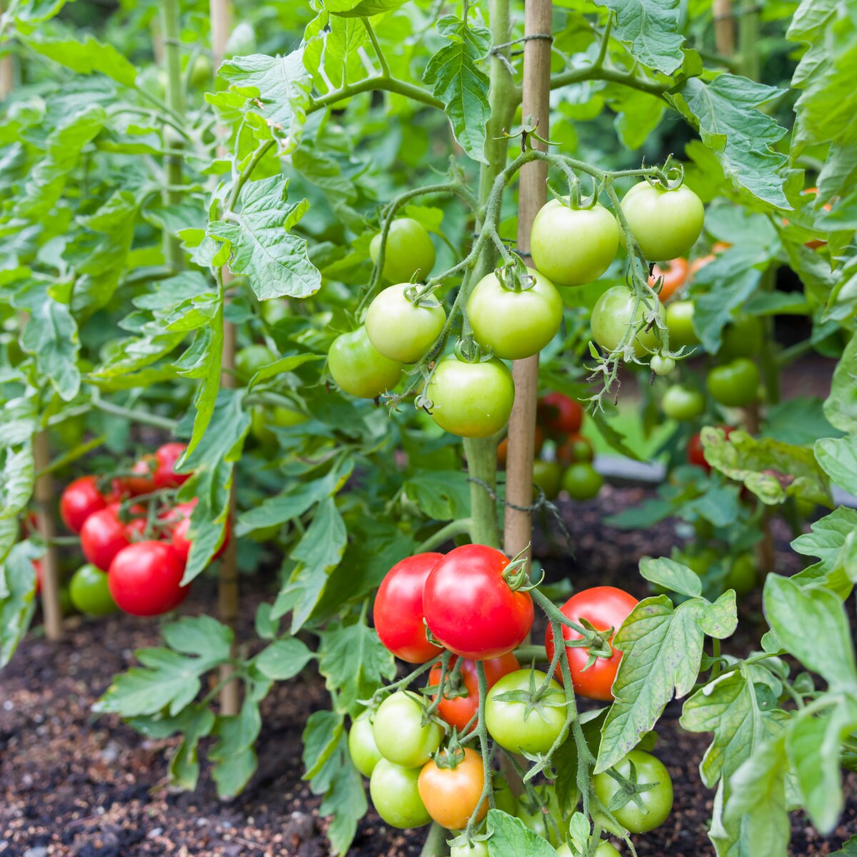 Tomato Plants Ailsa Craig 6 x Plug Plant Pack Etsy
