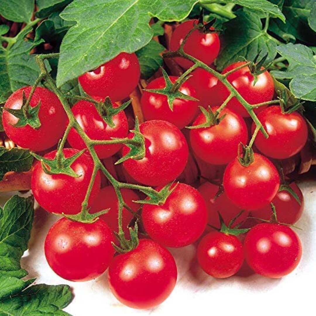 Tomato Seed Variety Pack Gardener's Delight Money Etsy UK