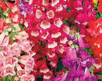 Penstemon Seeds Etsy