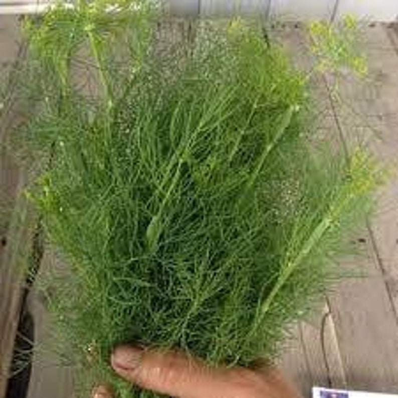 Natural Dill Bush Heirloom Open Pollinated Seeds NON GMO for Planting Organic Ukraine
