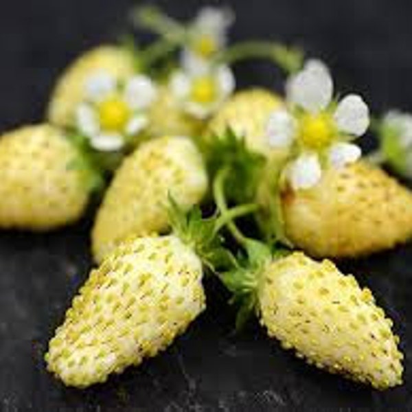 Graines Fruit Rare Fraise Jaune Merveille Everbearing Escalade Organic Heirloom