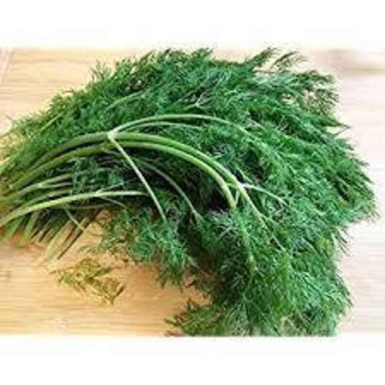 Natural Dill Bush Heirloom Open Pollinated Seeds NON GMO for Planting Organic Ukraine