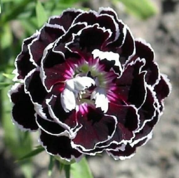 Seeds Rare Carnation Chianti Black Glori Flower Plant Annual Garden Cut Organic Seeds Rare Carnation Chianti Black Glori Flower Plant Annual Garden Cut Organic