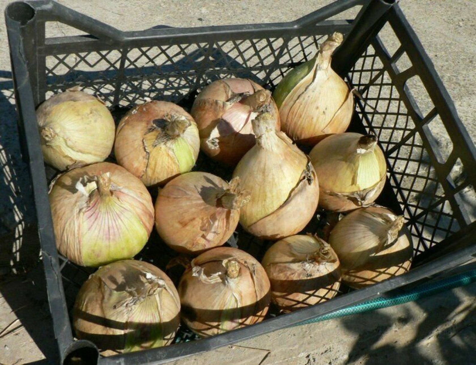 Seeds Onion Exhibition Yellow Giant Vegetable Organic Heirloom Etsy