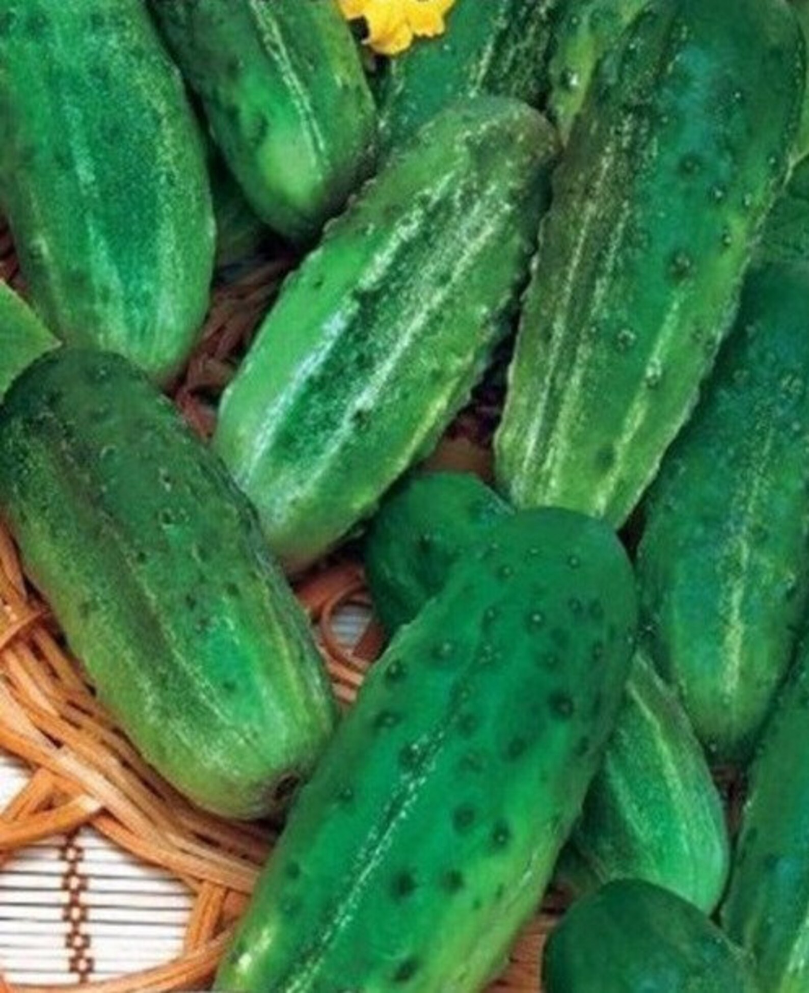 Cucumber ZASOLOCHNIY Seeds Pickling Cucumbers Ukraine NonGmo Etsy