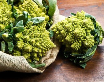 Semillas de brócoli romanesco, variedad heirloom orgánica