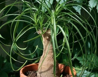 Seeds Rare Bottle Tree Nolina Elephants Foot Ponytail Palm Indoor Home Garden Ukraine